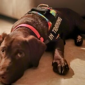 Meet your Posher, Lena